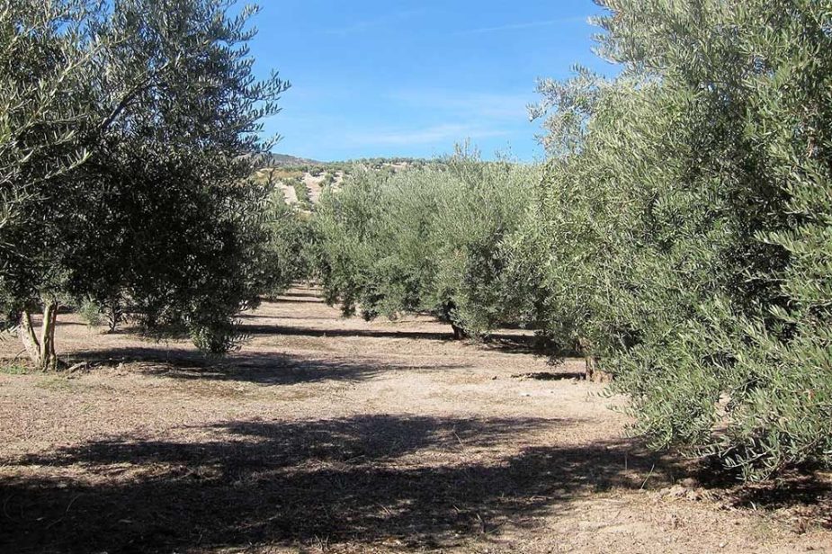 Calidad del aceite