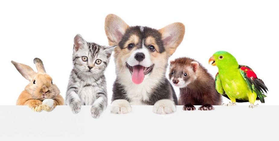 El negocio de las mascotas.