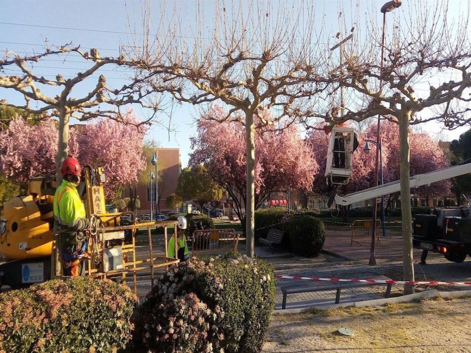 Trabajados de poda realizados por Althenia.