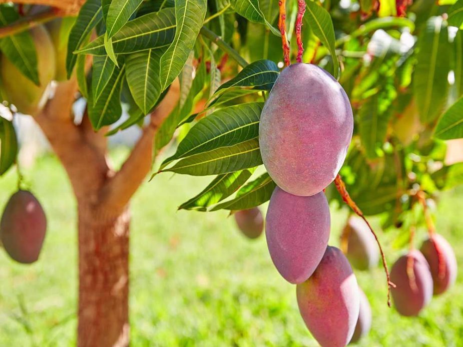 Trops lanza una oferta de más de 300 empleos para su nueva campaña de mango