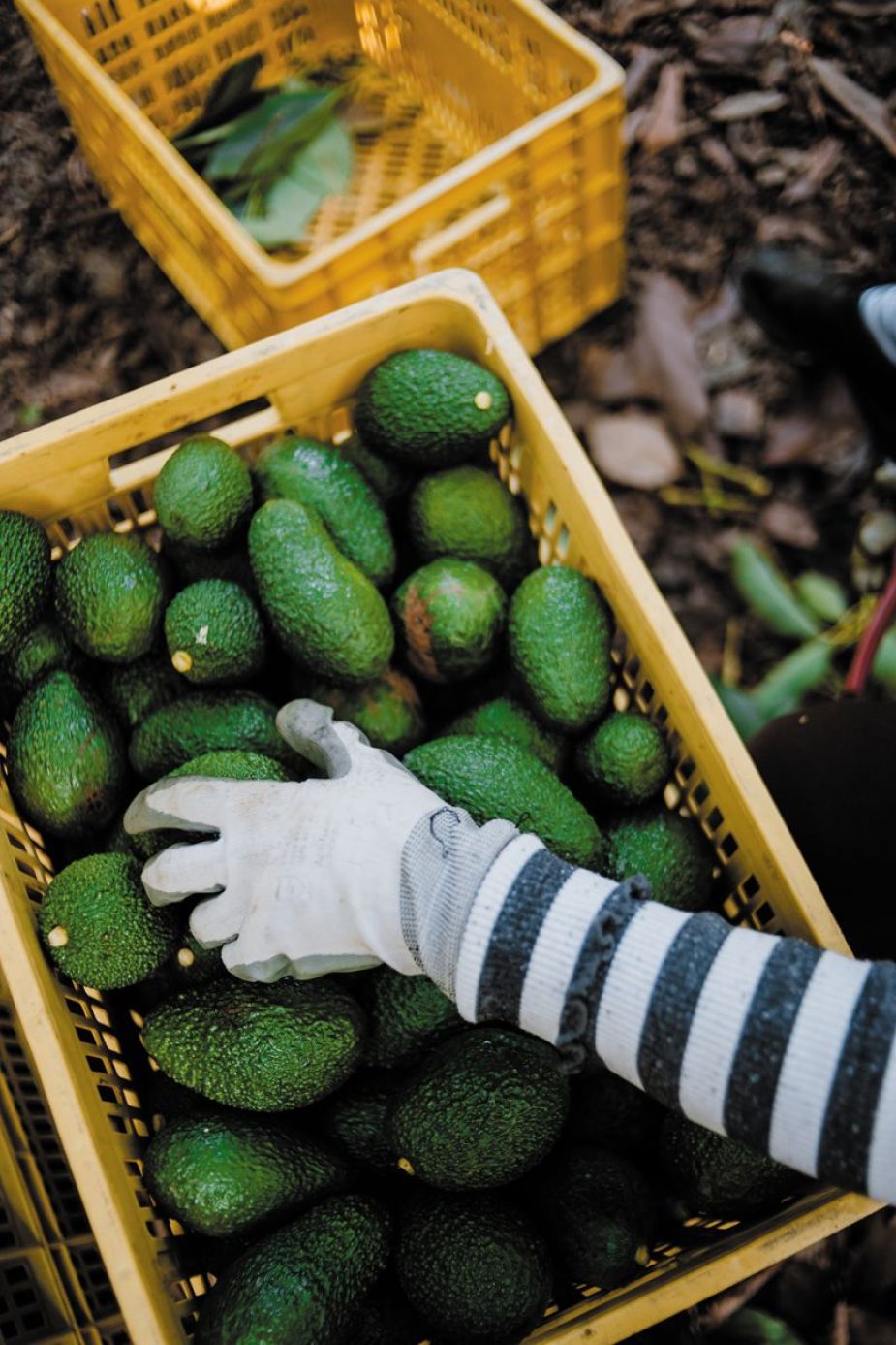 Los subtropicales han convertido a la Axarquía en la huerta exótica de Europa