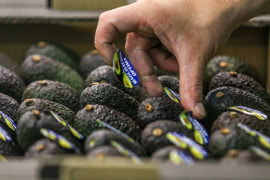 aguacate y mango