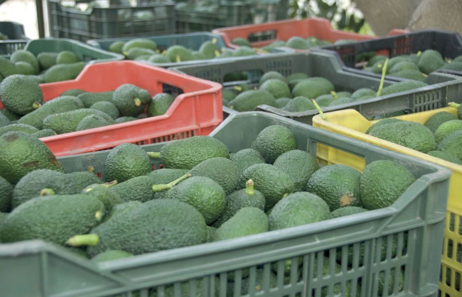 aguacate y mango