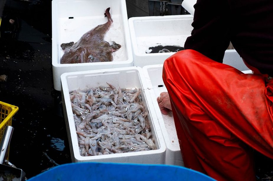 ayudas a los pescadores huelga vida económica