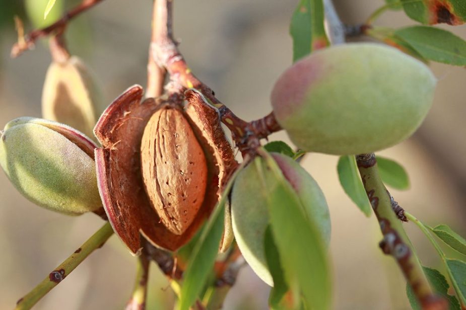 cosecha almendra Málaga