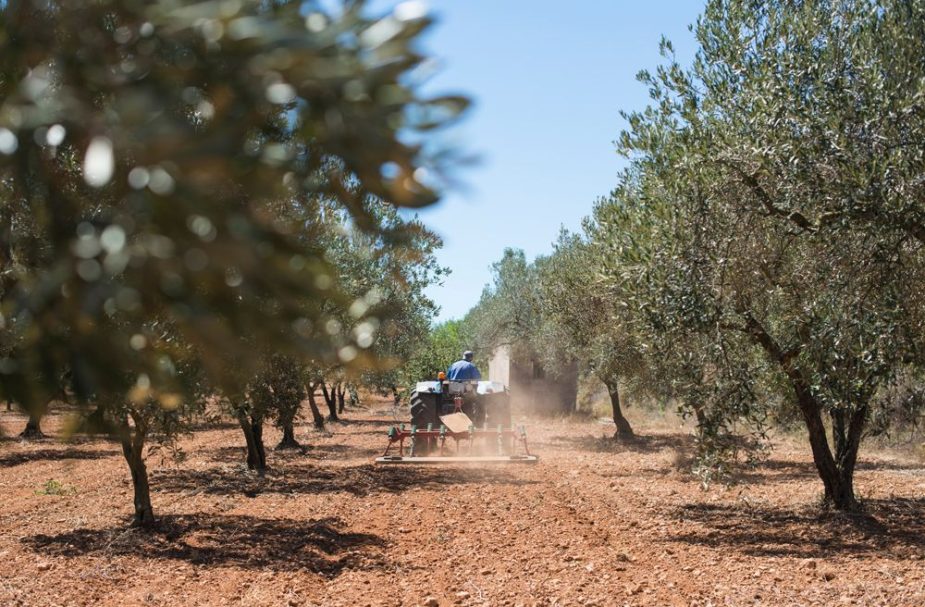 contratos en agricultura