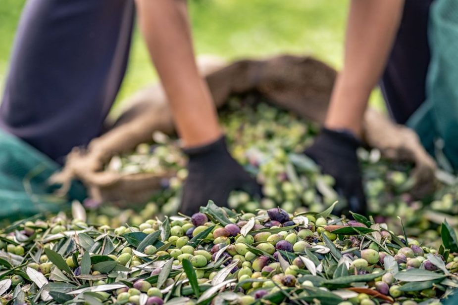 exportaciones aceite de oliva