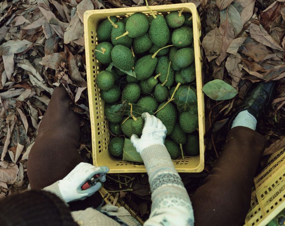 exportación