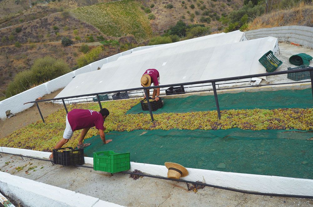 bodegas dimobe