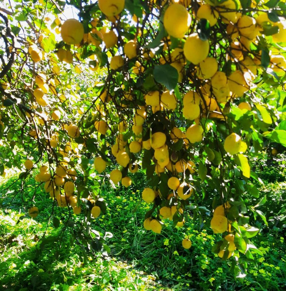 limones Guadalhorce