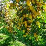 limones Guadalhorce