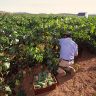 nuevas variedades de uva
