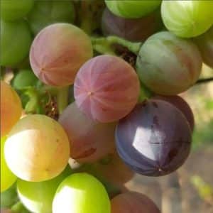 nuevas variedades de uva