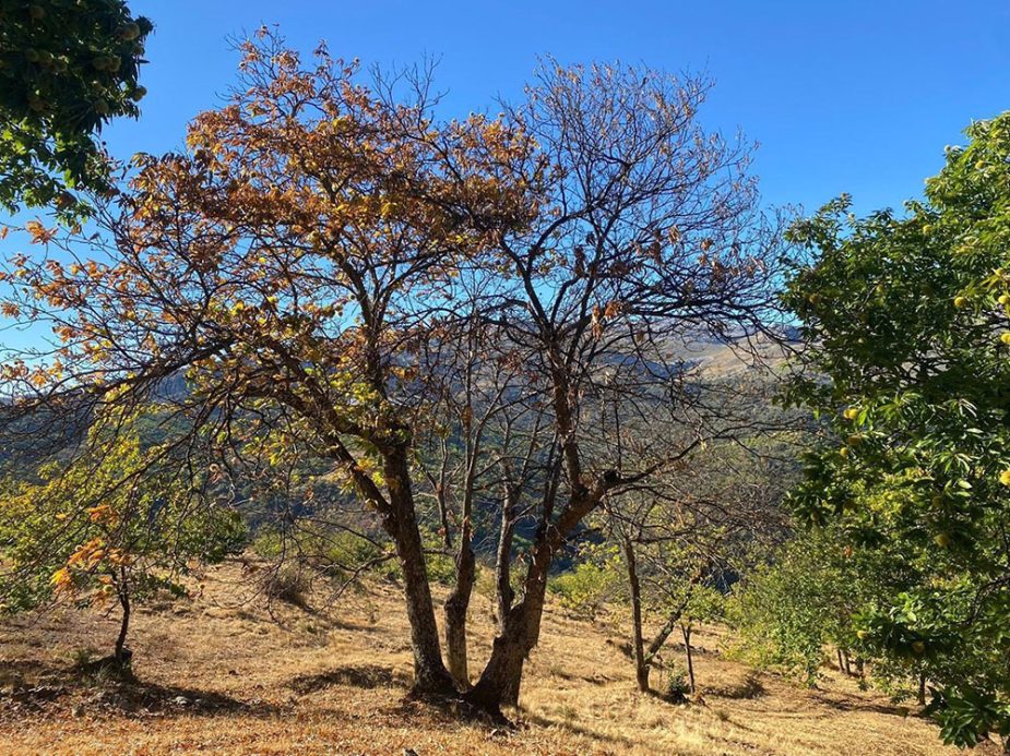 castaña malagueña