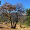 castaña malagueña