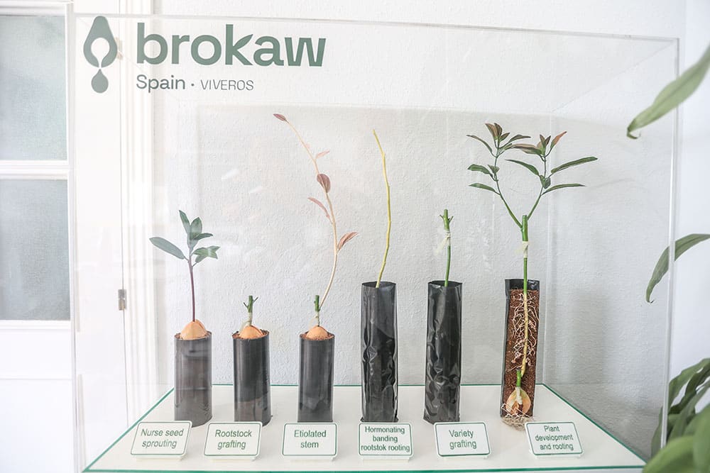brokaw